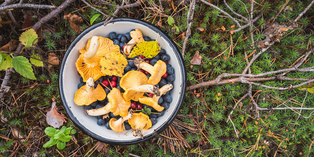 Dalla foresta al piatto con il foraging&co.