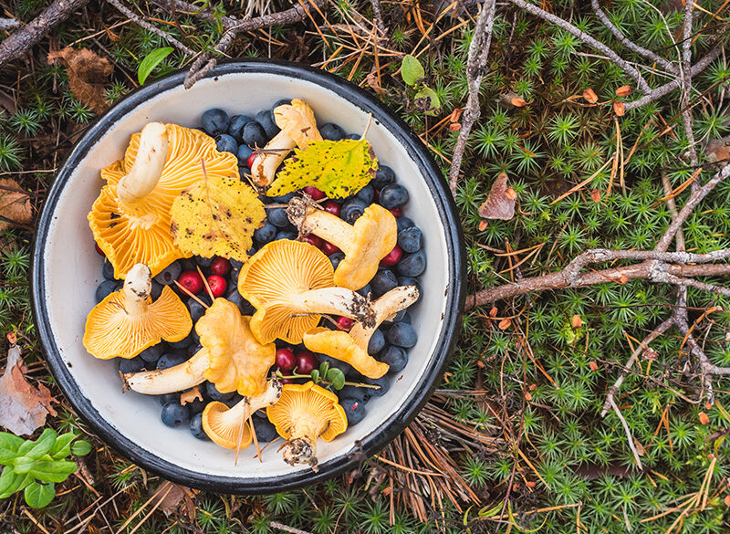 Dalla foresta al piatto con il foraging&co.