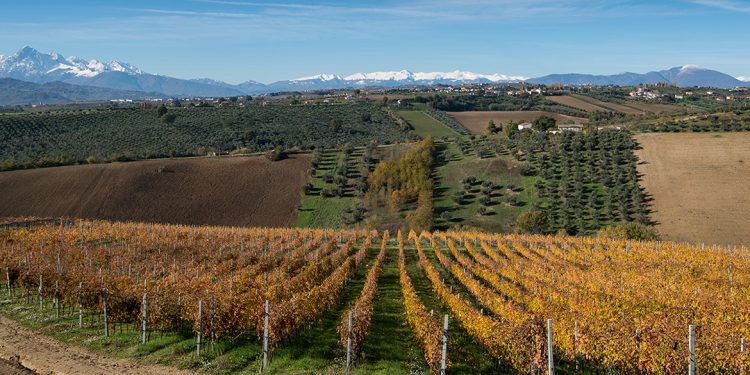 Gli altri spumanti: nelle Marche non solo Verdicchio