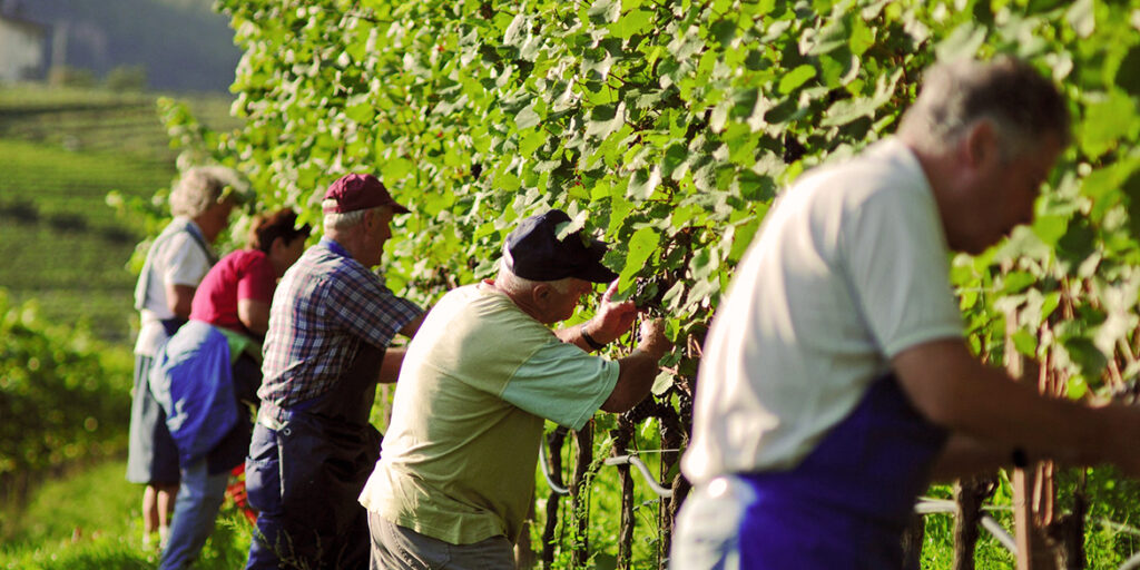Vendemmia 2020: continua il primato italiano