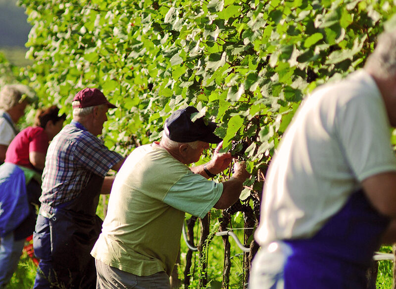 Vendemmia 2020: continua il primato italiano