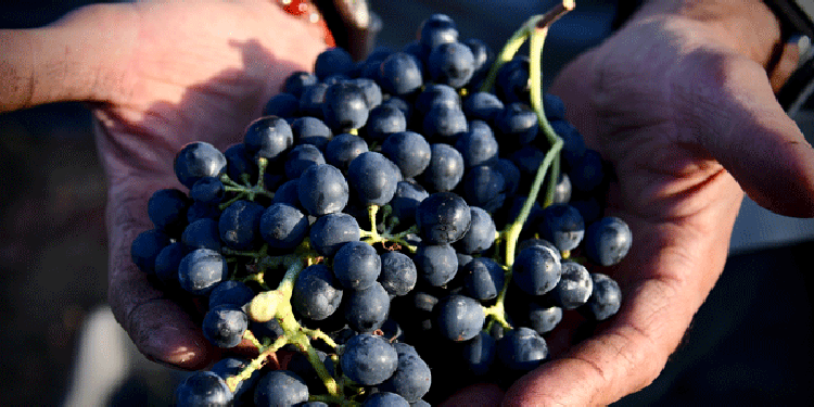Resoconti di vendemmia: Francia e Germania