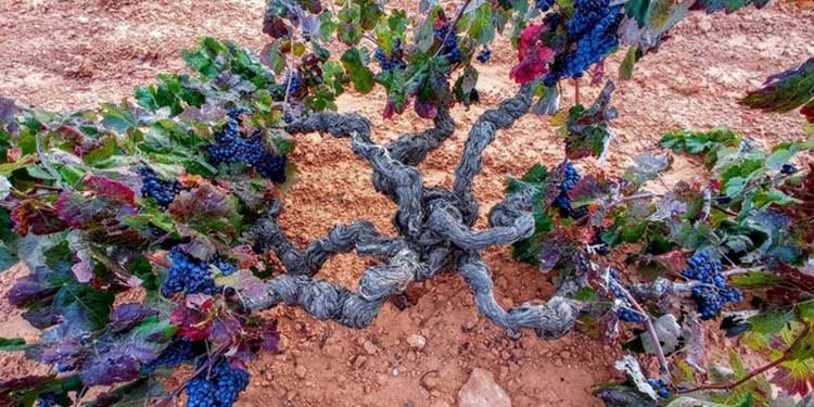Come cambia il gusto del vino nella storia