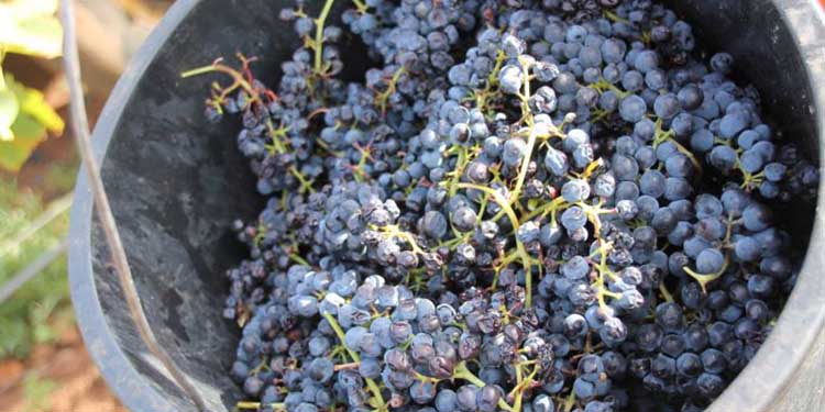 Sentori di fumo nel vino, nelle uve la “memoria” degli incendi