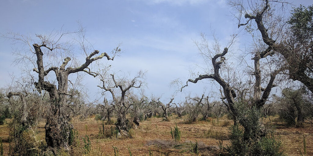 L’epidemia degli olivi pugliesi: Xylella fa ancora paura?