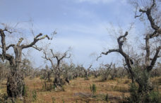 L’epidemia degli olivi pugliesi: Xylella fa ancora paura?