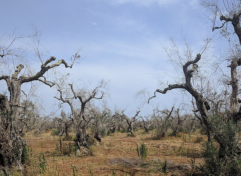 L’epidemia degli olivi pugliesi: Xylella fa ancora paura?