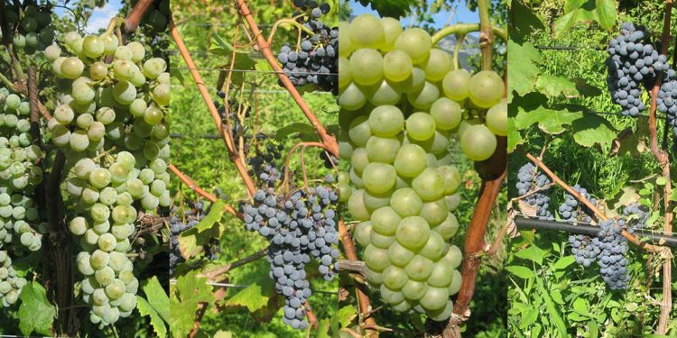 Un nome per i quattro nuovi vitigni resistenti