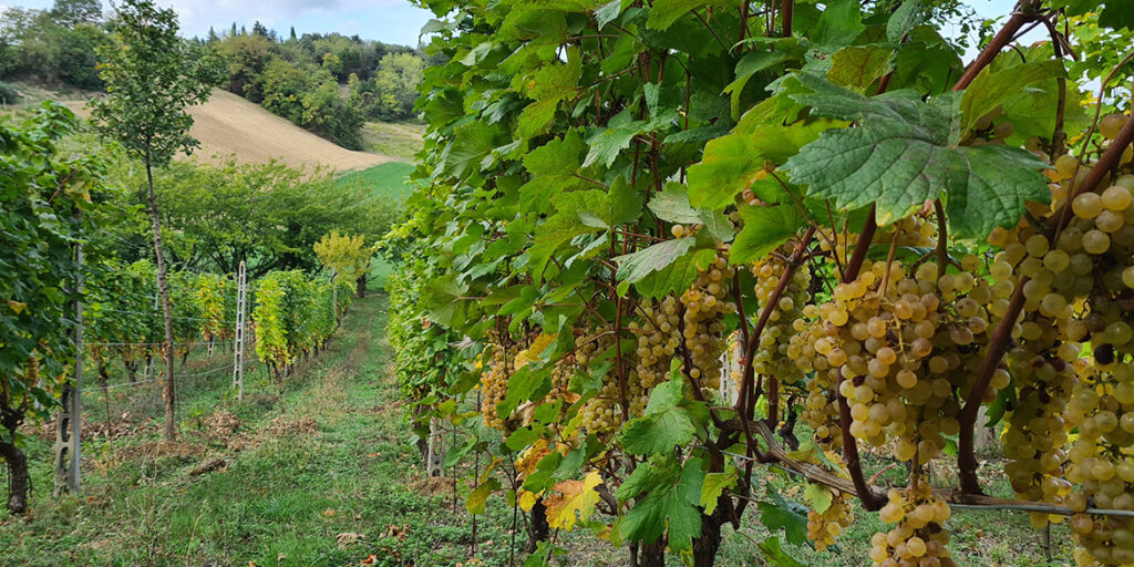 Le mille facce dell’Albana di Bertinoro