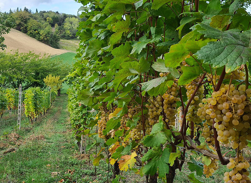 Le mille facce dell’Albana di Bertinoro