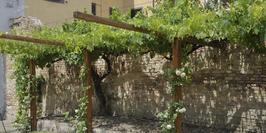 Alla riscoperta dei vitigni storici senesi