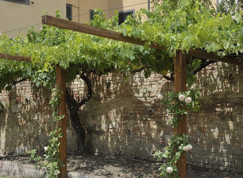 Alla riscoperta dei vitigni storici senesi