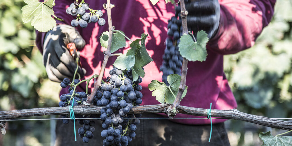 Gli altri spumanti: la Puglia brinda in rosé