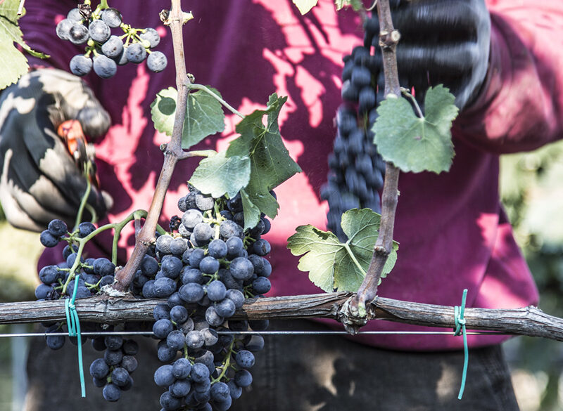 Gli altri spumanti: la Puglia brinda in rosé