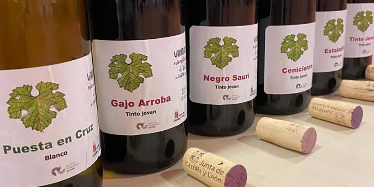 I vitigni dimenticati della Castilla y León