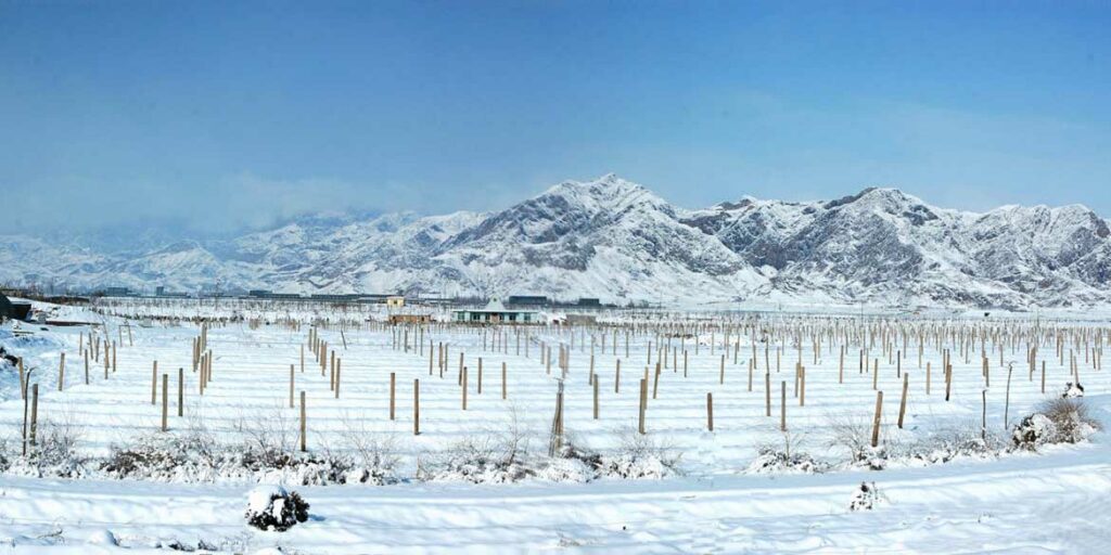 Vino cinese tra tensioni internazionali e una nuova spinta al naturale