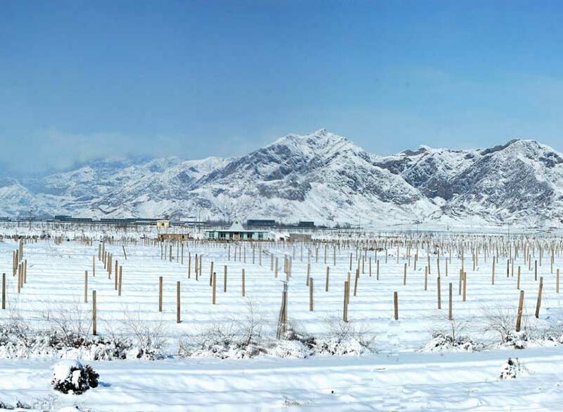 Vino cinese tra tensioni internazionali e una nuova spinta al naturale