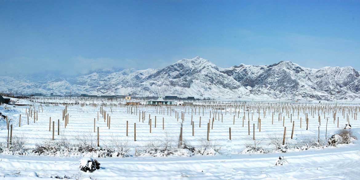 Vino cinese tra tensioni internazionali e una nuova spinta al naturale
