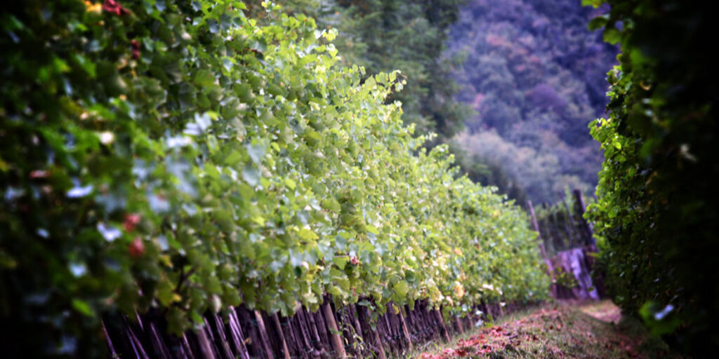 Gli altri spumanti: il Friuli non è solo Glera