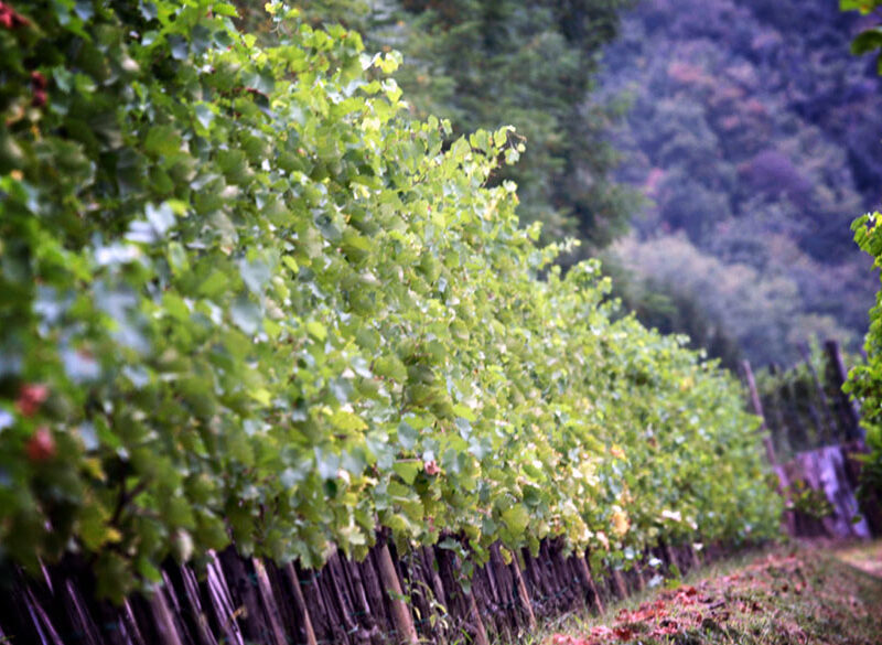 Gli altri spumanti: il Friuli non è solo Glera