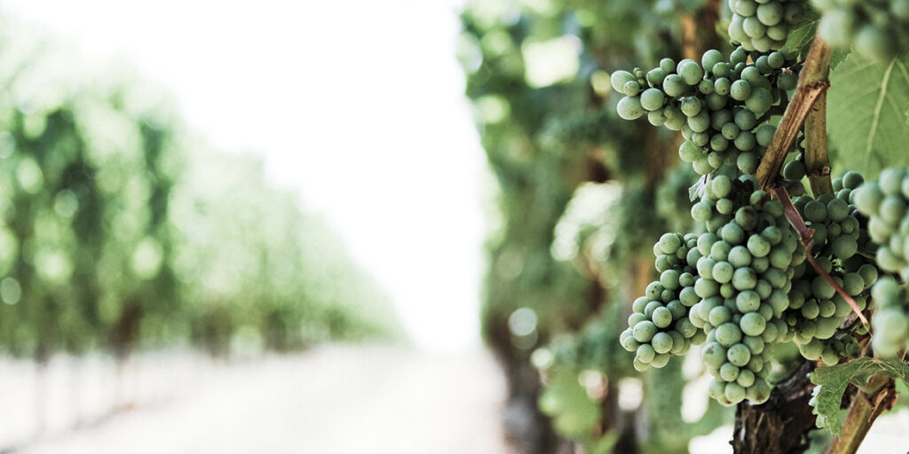 Vini naturali, nascita ed evoluzione di un’idea