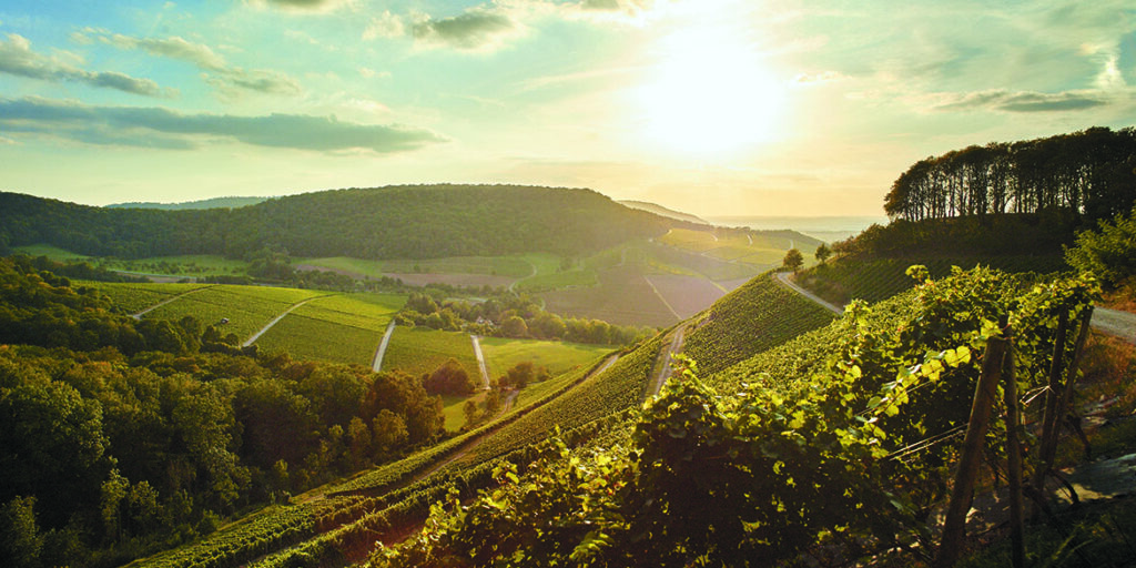 Grüner Silvaner,  da immigrato ad autoctono