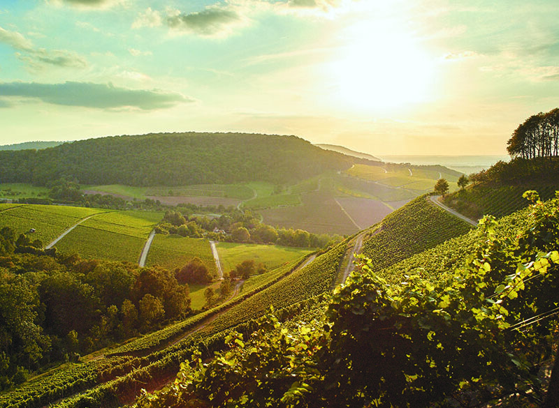 Grüner Silvaner,  da immigrato ad autoctono