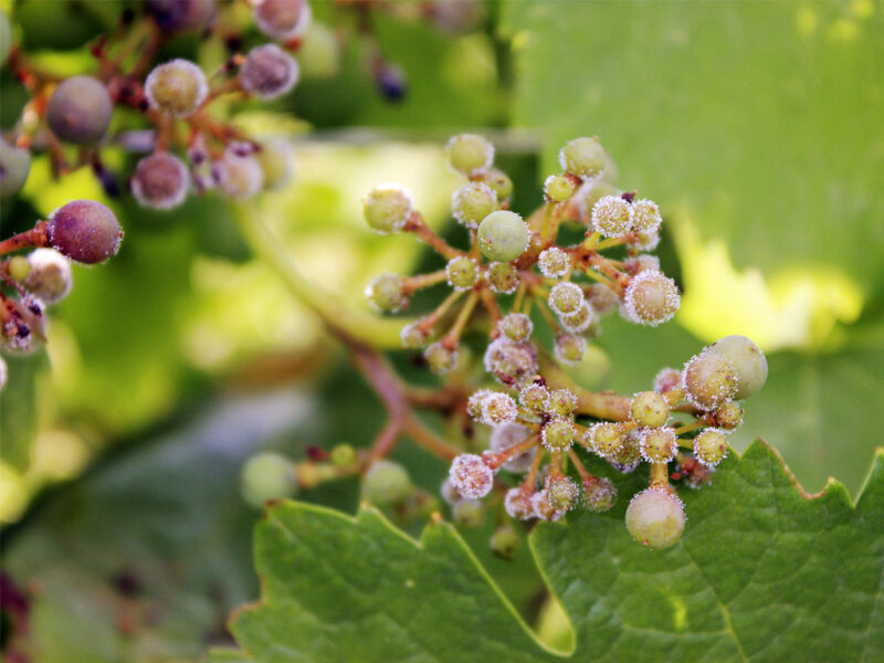 Proteine contro la peronospora: la scoperta di Università di Milano e Fondazione Mach