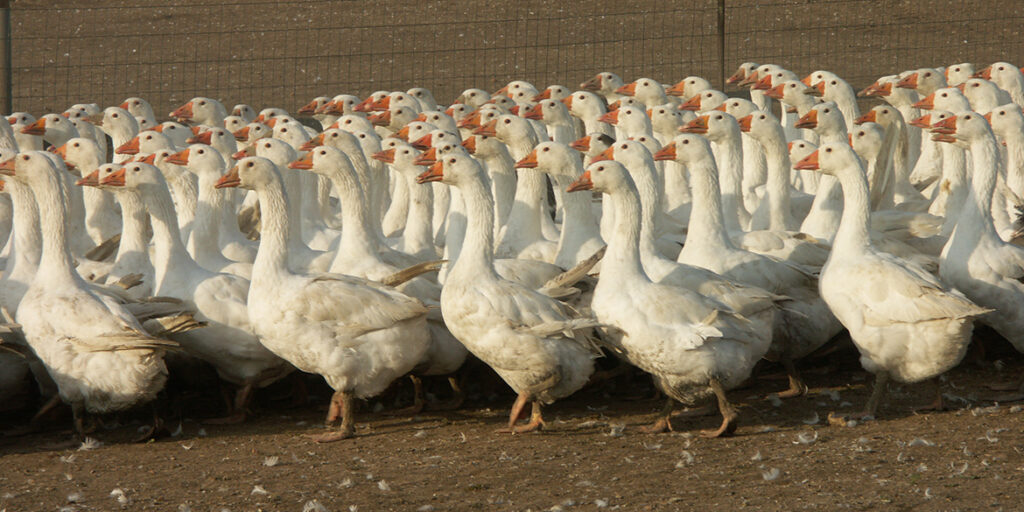 Oca, oltre il foie gras c’è di più