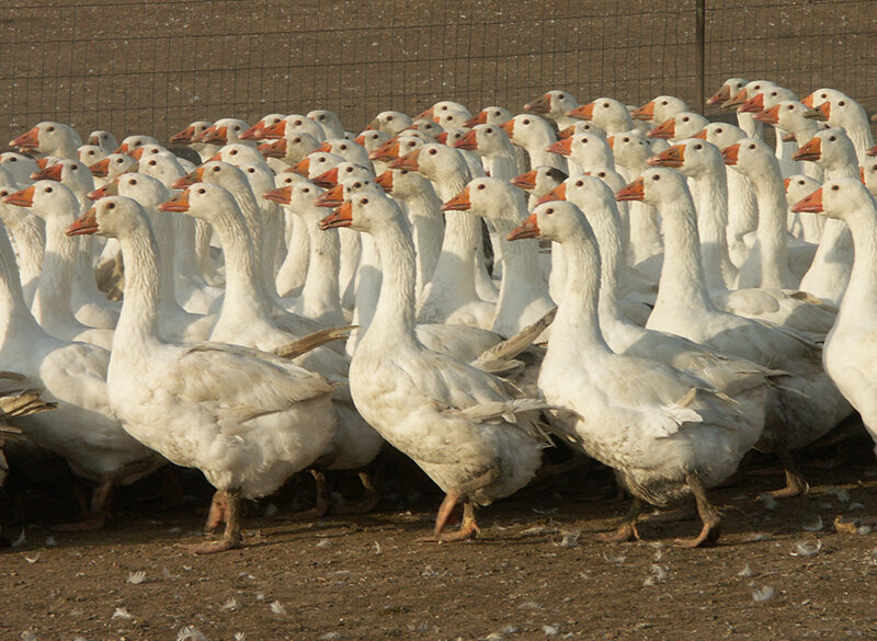Oca, oltre il foie gras c’è di più