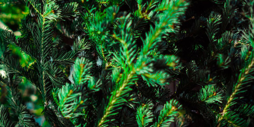 Consigli alcolici per Natale