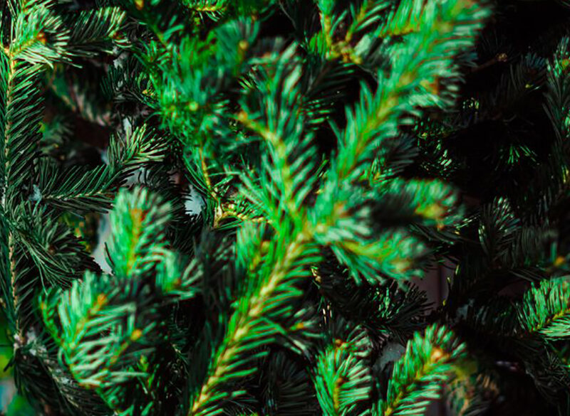 Consigli alcolici per Natale