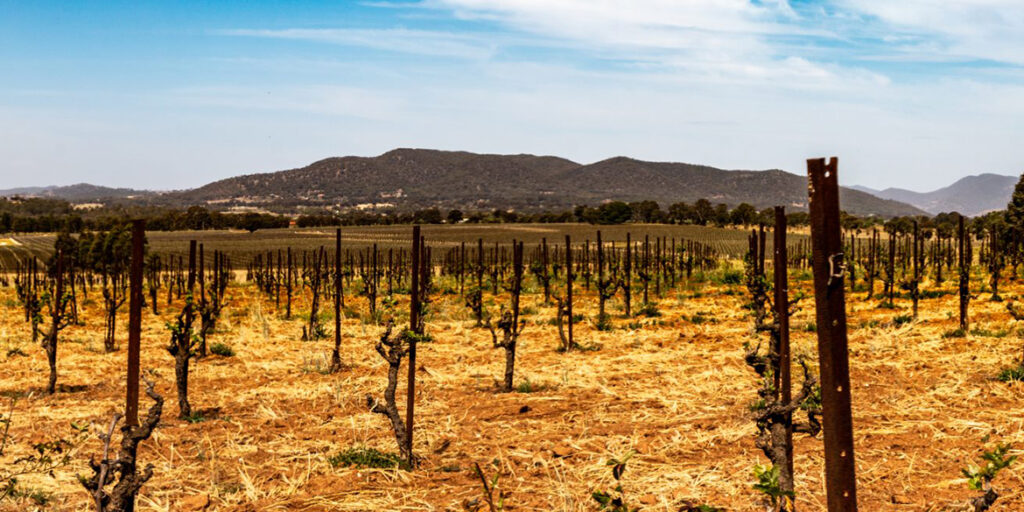 Adattarsi al nuovo clima: indicazioni per i produttori