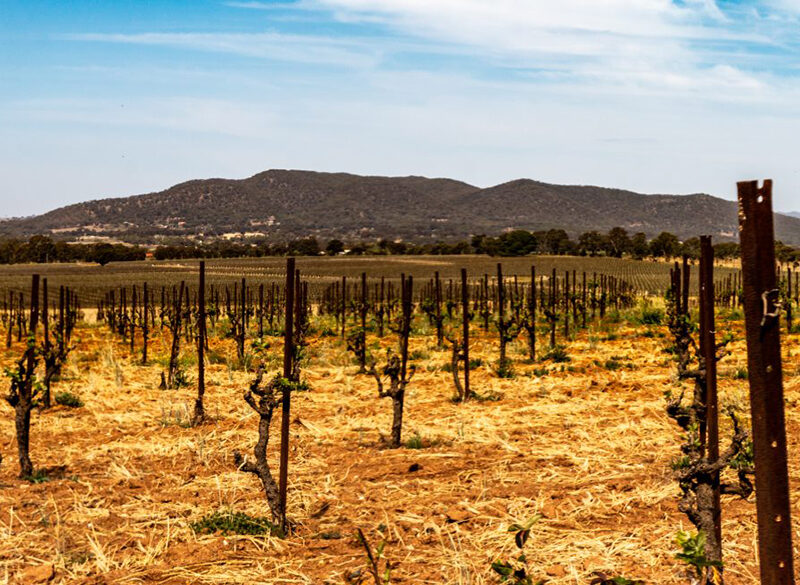 Adattarsi al nuovo clima: indicazioni per i produttori