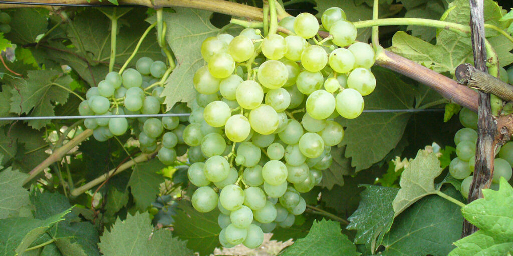 Monografia Vermentino. In vigna ama i suoli poveri e le potature lunghe