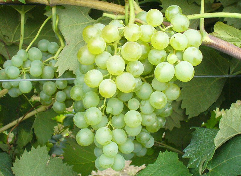 Monografia Vermentino. In vigna ama i suoli poveri e le potature lunghe