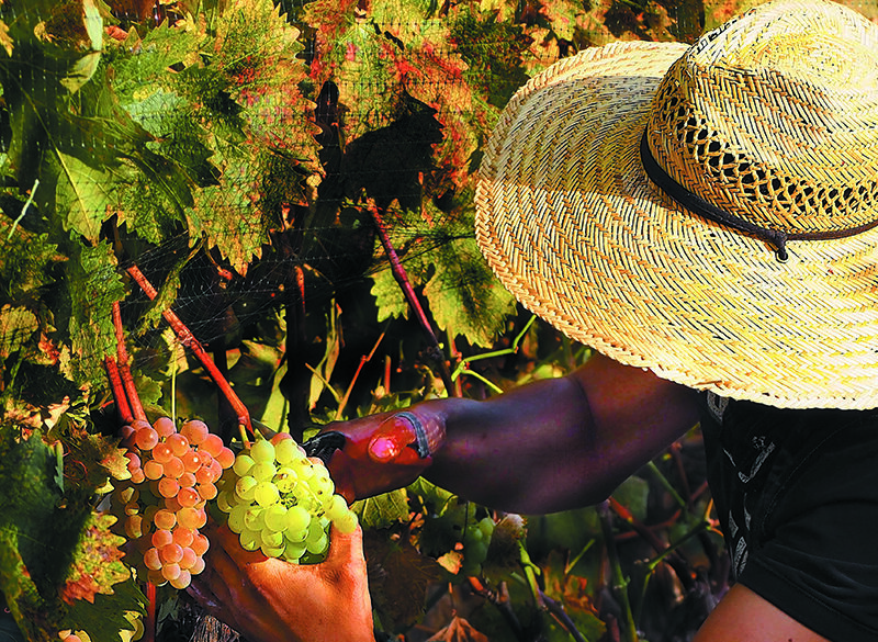 Monografia Vermentino. Negli Usa ha trovato l’America