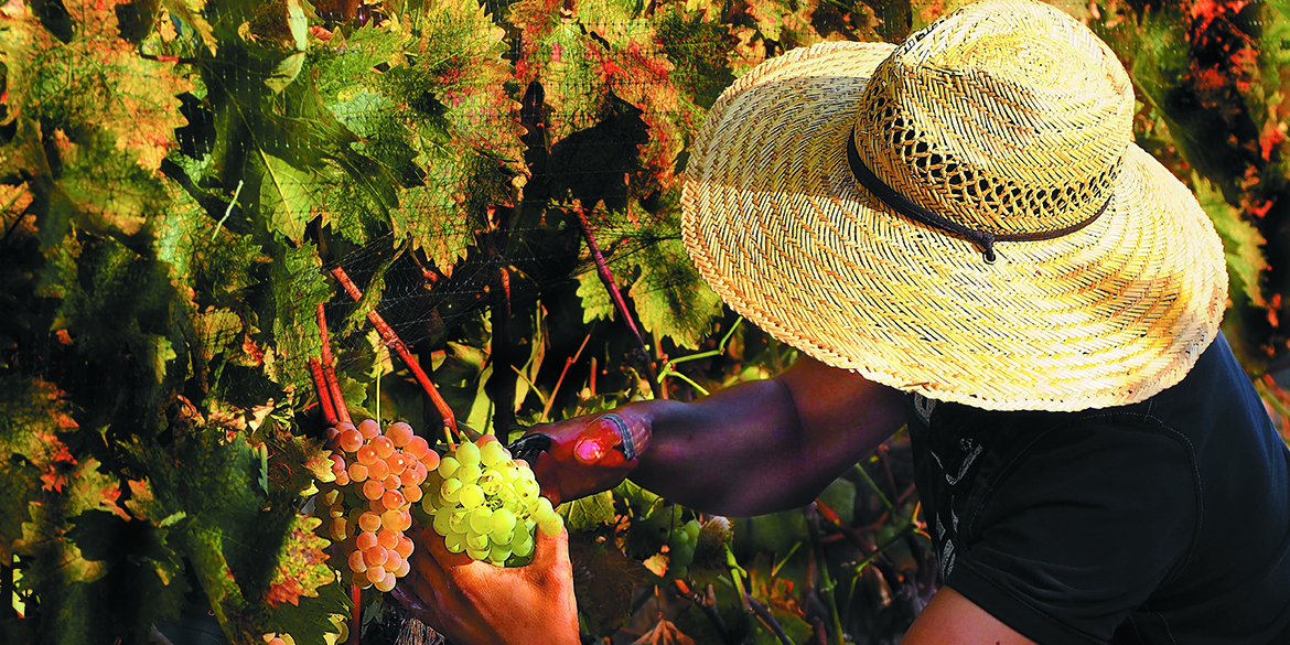 Monografia Vermentino. Negli Usa ha trovato l’America
