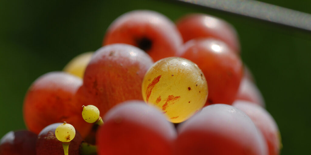 Roter Riesling. Rosso, ma non troppo