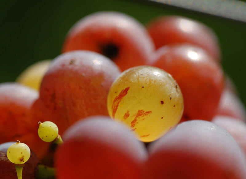 Roter Riesling. Rosso, ma non troppo