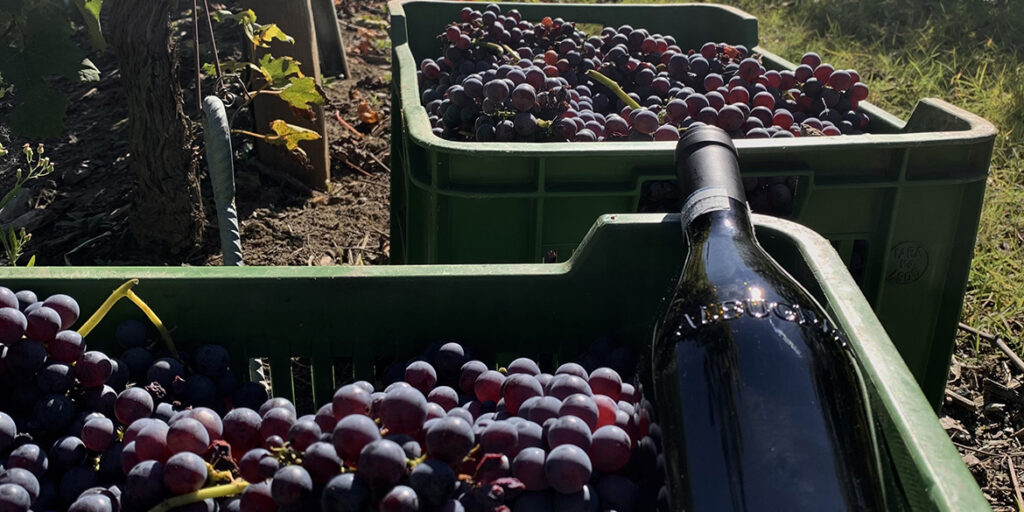 Albugnano 549, l’alto Nebbiolo del Basso Monferrato