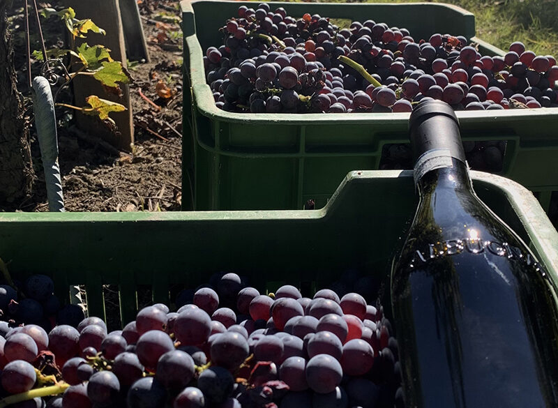 Albugnano 549, l’alto Nebbiolo del Basso Monferrato
