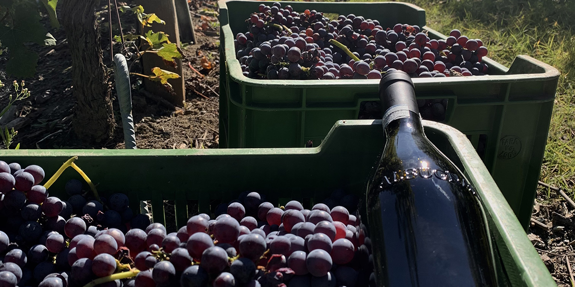 Albugnano 549, l’alto Nebbiolo del Basso Monferrato