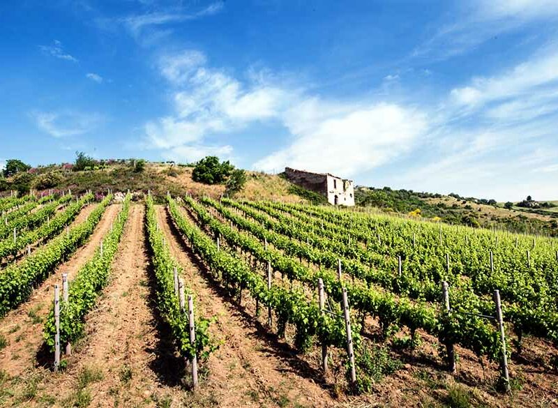 Gli altri spumanti. La seconda vita delle bollicine in Basilicata