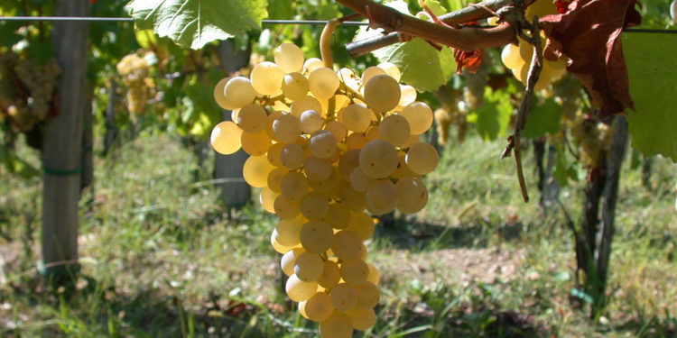 Ribolla gialla, uva di confine tra Collio e Brda slovena