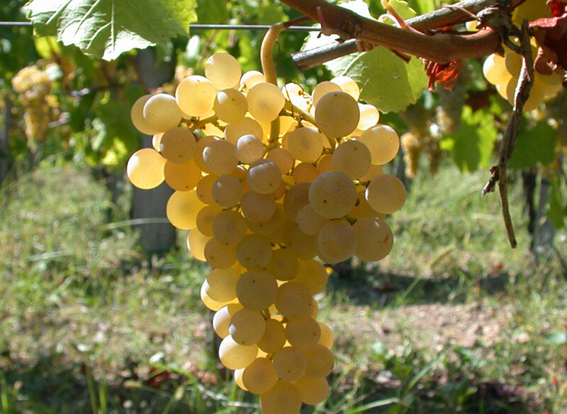 Ribolla gialla, uva di confine tra Collio e Brda slovena