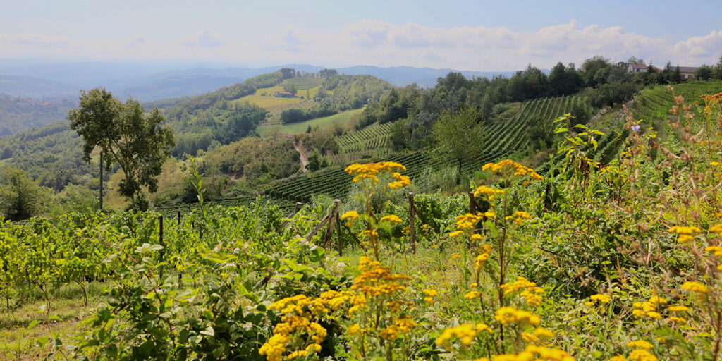 Vite Colte, il debutto dell’Alta Langa Docg