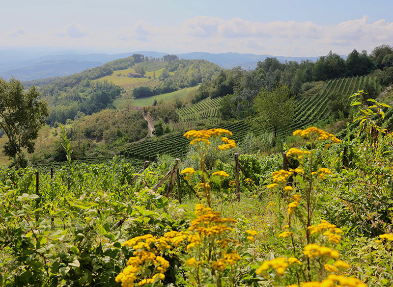 Vite Colte, il debutto dell’Alta Langa Docg