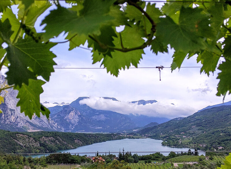 Gli interpreti del vino naturale in Trentino