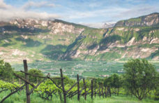 Il Trentino è Wine Region of the Year 2020 secondo Wine Enthusiast
